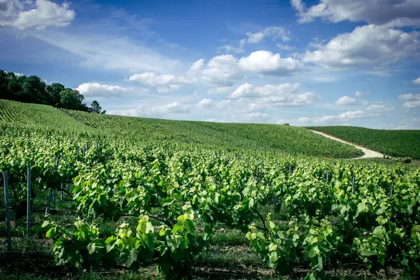 Reims, Fransa, 22 Mayıs 2025 Reims yakınlarındaki şampanya bağları. Şampanya şarapları dünya çapında bilinir ve eşsizdir çünkü sadece Fransa 'nın bu bölgesinde yetişir. Baharda yapraklar büyümeye başlar..