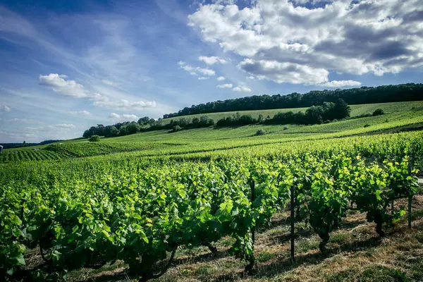 Reims, Fransa, 22 Mayıs 2025 Reims yakınlarındaki şampanya bağları. Şampanya şarapları dünya çapında bilinir ve eşsizdir çünkü sadece Fransa 'nın bu bölgesinde yetişir. Baharda yapraklar büyümeye başlar..