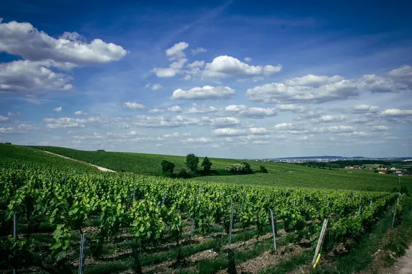 Reims, Fransa, 22 Mayıs 2025 Reims yakınlarındaki şampanya bağları. Şampanya şarapları dünya çapında bilinir ve eşsizdir çünkü sadece Fransa 'nın bu bölgesinde yetişir. Baharda yapraklar büyümeye başlar..