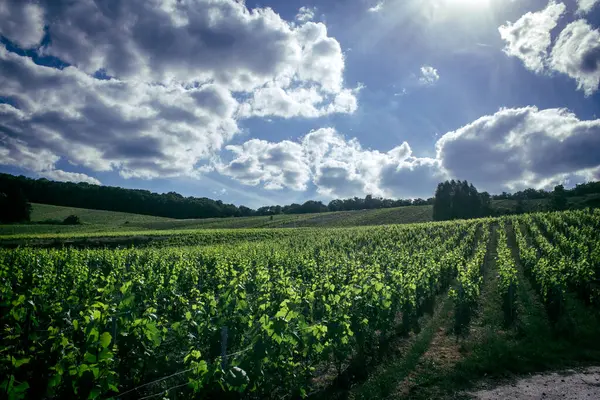 Reims, Fransa, 22 Mayıs 2025 Reims yakınlarındaki şampanya bağları. Şampanya şarapları dünya çapında bilinir ve eşsizdir çünkü sadece Fransa 'nın bu bölgesinde yetişir. Baharda yapraklar büyümeye başlar..