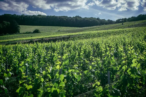 Reims, Fransa, 22 Mayıs 2025 Reims yakınlarındaki şampanya bağları. Şampanya şarapları dünya çapında bilinir ve eşsizdir çünkü sadece Fransa 'nın bu bölgesinde yetişir. Baharda yapraklar büyümeye başlar..