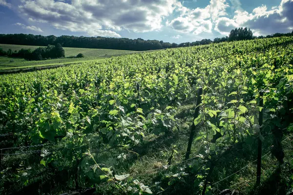 Reims, Fransa, 22 Mayıs 2025 Reims yakınlarındaki şampanya bağları. Şampanya şarapları dünya çapında bilinir ve eşsizdir çünkü sadece Fransa 'nın bu bölgesinde yetişir. Baharda yapraklar büyümeye başlar..