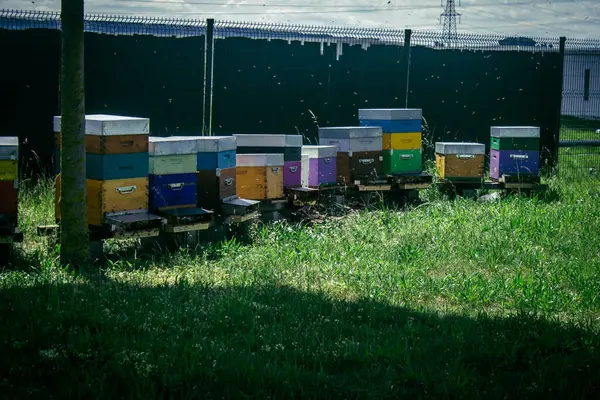 Reims, Fransa, 22 Mayıs 2025 Reims TGV tren istasyonunun bahçesine yerel arı yetiştiricileri yerleştirildi. Arılar polen toplar ve yerel çiçeklerden bal yaparlar..