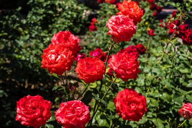 Kharkiv, Ukrayna, 24 Haziran 2025 Her renkten gül Kharkiv şehir merkezinde yetişir. Çiçekler Ukrayna kültüründe önemli bir rol oynar.