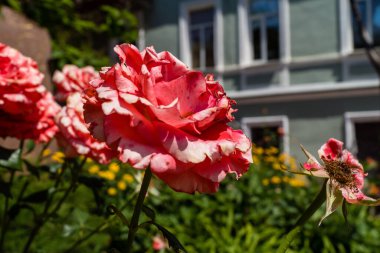 Kharkiv, Ukrayna, 24 Haziran 2025 Her renkten gül Kharkiv şehir merkezinde yetişir. Çiçekler Ukrayna kültüründe önemli bir rol oynar.