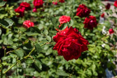 Kharkiv, Ukrayna, 24 Haziran 2025 Her renkten gül Kharkiv şehir merkezinde yetişir. Çiçekler Ukrayna kültüründe önemli bir rol oynar.