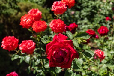 Kharkiv, Ukrayna, 24 Haziran 2025 Her renkten gül Kharkiv şehir merkezinde yetişir. Çiçekler Ukrayna kültüründe önemli bir rol oynar.