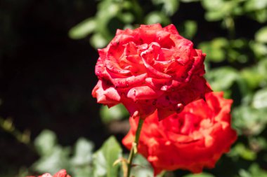 Kharkiv, Ukrayna, 24 Haziran 2025 Her renkten gül Kharkiv şehir merkezinde yetişir. Çiçekler Ukrayna kültüründe önemli bir rol oynar.