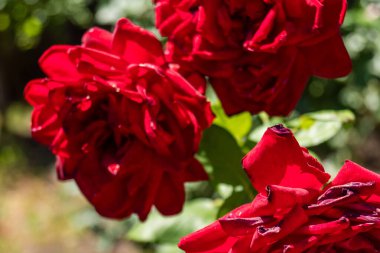 Kharkiv, Ukrayna, 24 Haziran 2025 Her renkten gül Kharkiv şehir merkezinde yetişir. Çiçekler Ukrayna kültüründe önemli bir rol oynar.