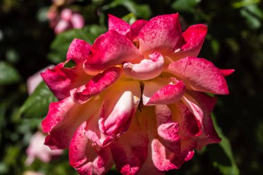 Kharkiv, Ukrayna, 24 Haziran 2025 Her renkten gül Kharkiv şehir merkezinde yetişir. Çiçekler Ukrayna kültüründe önemli bir rol oynar.