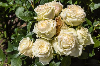 Kharkiv, Ukrayna, 24 Haziran 2025 Her renkten gül Kharkiv şehir merkezinde yetişir. Çiçekler Ukrayna kültüründe önemli bir rol oynar.