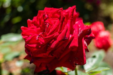 Kharkiv, Ukrayna, 24 Haziran 2025 Her renkten gül Kharkiv şehir merkezinde yetişir. Çiçekler Ukrayna kültüründe önemli bir rol oynar.