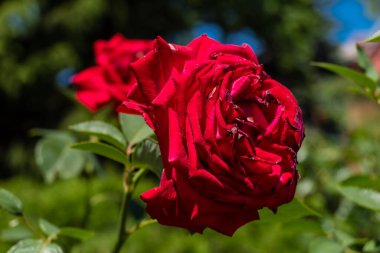 Kharkiv, Ukrayna, 24 Haziran 2025 Her renkten gül Kharkiv şehir merkezinde yetişir. Çiçekler Ukrayna kültüründe önemli bir rol oynar.