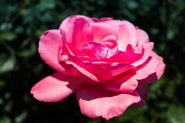 Kharkiv, Ukrayna, 24 Haziran 2025 Her renkten gül Kharkiv şehir merkezinde yetişir. Çiçekler Ukrayna kültüründe önemli bir rol oynar.