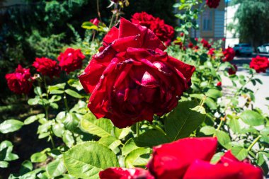 Kharkiv, Ukrayna, 24 Haziran 2025 Her renkten gül Kharkiv şehir merkezinde yetişir. Çiçekler Ukrayna kültüründe önemli bir rol oynar.