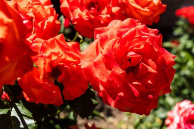 Kharkiv, Ukrayna, 24 Haziran 2025 Her renkten gül Kharkiv şehir merkezinde yetişir. Çiçekler Ukrayna kültüründe önemli bir rol oynar.