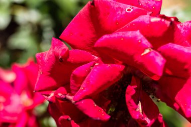 Kharkiv, Ukrayna, 24 Haziran 2025 Her renkten gül Kharkiv şehir merkezinde yetişir. Çiçekler Ukrayna kültüründe önemli bir rol oynar.