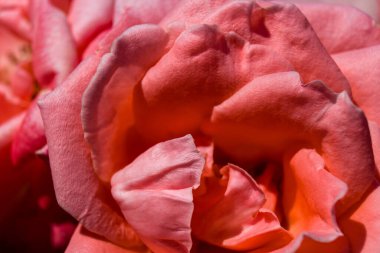 Kharkiv, Ukrayna, 24 Haziran 2025 Her renkten gül Kharkiv şehir merkezinde yetişir. Çiçekler Ukrayna kültüründe önemli bir rol oynar.