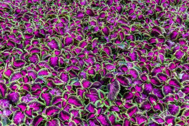 Kharkiv, Ukrayna, 4 Temmuz 2025 Shevchenko Bahçesi, yüzyıllık meşe ağaçları, fıskiyeler, çiçek yatakları ve spor malzemeleriyle Harkiv 'in göbeğindeki zarif park. İnsanlar oraya yürümeyi sever..