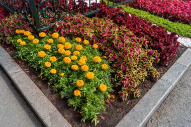 Kharkiv, Ukrayna, 4 Temmuz 2025 Shevchenko Bahçesi, yüzyıllık meşe ağaçları, fıskiyeler, çiçek yatakları ve spor malzemeleriyle Harkiv 'in göbeğindeki zarif park. İnsanlar oraya yürümeyi sever..