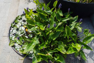 Kharkiv, Ukrayna, 4 Temmuz 2025 Shevchenko Bahçesi, yüzyıllık meşe ağaçları, fıskiyeler, çiçek yatakları ve spor malzemeleriyle Harkiv 'in göbeğindeki zarif park. İnsanlar oraya yürümeyi sever..