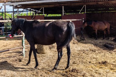 Kharkiv Oblastı, Ukrayna, 22 Temmuz 2025 İpoventsia adlı STK 'nın Beygir Gücü programı, atlarla etkileşim yoluyla askeri personelin psikolojik ve tedavi edici bir rehabilitasyonudur..