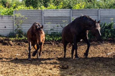 Kharkiv Oblastı, Ukrayna, 22 Temmuz 2025 İpoventsia adlı STK 'nın Beygir Gücü programı, atlarla etkileşim yoluyla askeri personelin psikolojik ve tedavi edici bir rehabilitasyonudur..