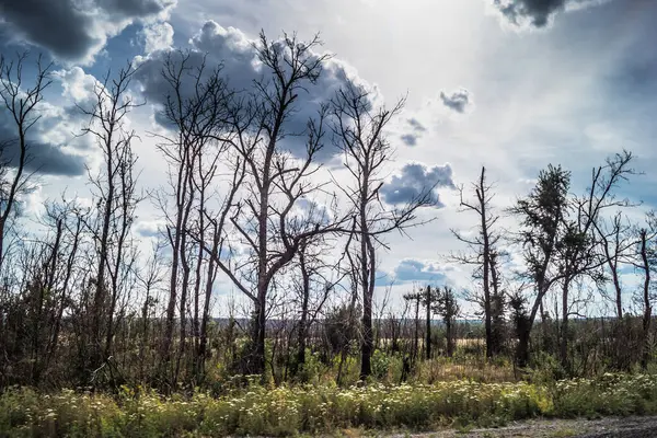 Donbass, Ukrayna, 27 Temmuz 2025 Donbass 'ın yolları ve manzarası Rusya' ya karşı yapılan savaştan yara aldı. Ağaçlar kömürleşmiş ve kısmen ölmüştür. Çoğunlukla çatışmalar sırasında topçu ateşiyle vurulmuşlardır..