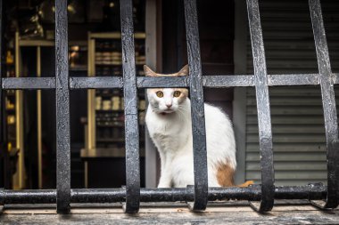 Kharkiv, Ukrayna, 4 Ağustos 2025 Ukrayna 'nın ön cephesi yakınlarındaki Harkiv caddeleri. Şehir savaş bölgelerine çok yakın ve her gün Rus İHA 'ları ya da füzeleri tarafından saldırıya uğruyor..