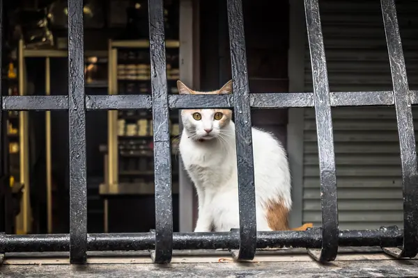 Kharkiv, Ukrayna, 4 Ağustos 2025 Ukrayna 'nın ön cephesi yakınlarındaki Harkiv caddeleri. Şehir savaş bölgelerine çok yakın ve her gün Rus İHA 'ları ya da füzeleri tarafından saldırıya uğruyor..