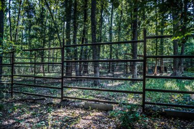 Lisne, Ukrayna, 5 Ağustos 2025 Feldman Ecopark, çocuklar için hayvan bakımı ve terapiyi özel ihtiyaçlarla birleştiren bir peyzaj parkı. Bölge 2022 yılında Rus ordusu tarafından işgal edildi..