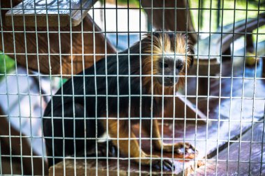 Lisne, Ukrayna, 5 Ağustos 2025 Feldman Ecopark, çocuklar için hayvan bakımı ve terapiyi özel ihtiyaçlarla birleştiren bir peyzaj parkı. Bölge 2022 yılında Rus ordusu tarafından işgal edildi..