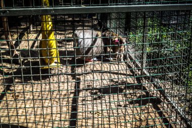 Lisne, Ukrayna, 5 Ağustos 2025 Feldman Ecopark, çocuklar için hayvan bakımı ve terapiyi özel ihtiyaçlarla birleştiren bir peyzaj parkı. Bölge 2022 yılında Rus ordusu tarafından işgal edildi..