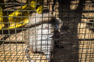 Lisne, Ukrayna, 5 Ağustos 2025 Feldman Ecopark, çocuklar için hayvan bakımı ve terapiyi özel ihtiyaçlarla birleştiren bir peyzaj parkı. Bölge 2022 yılında Rus ordusu tarafından işgal edildi..