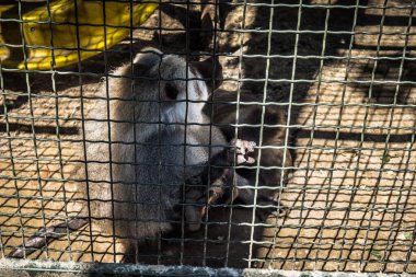 Lisne, Ukrayna, 5 Ağustos 2025 Feldman Ecopark, çocuklar için hayvan bakımı ve terapiyi özel ihtiyaçlarla birleştiren bir peyzaj parkı. Bölge 2022 yılında Rus ordusu tarafından işgal edildi..