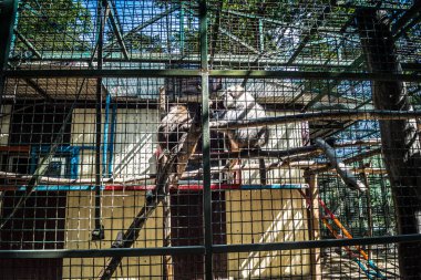 Lisne, Ukrayna, 5 Ağustos 2025 Feldman Ecopark, çocuklar için hayvan bakımı ve terapiyi özel ihtiyaçlarla birleştiren bir peyzaj parkı. Bölge 2022 yılında Rus ordusu tarafından işgal edildi..