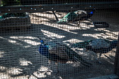 Lisne, Ukrayna, 5 Ağustos 2025 Feldman Ecopark, çocuklar için hayvan bakımı ve terapiyi özel ihtiyaçlarla birleştiren bir peyzaj parkı. Bölge 2022 yılında Rus ordusu tarafından işgal edildi..