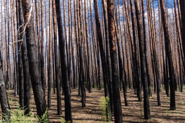 Donbass, Ukrayna, 13 Ağustos 2025 Donbass yolları büyük yıkımlarla ve özellikle 2022 'de Rusya' nın tam ölçekli işgalinden sonra kıyametsel bir manzarayla harabe haline geldi..