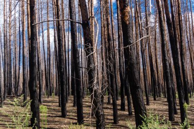 Donbass, Ukrayna, 13 Ağustos 2025 Donbass yolları büyük yıkımlarla ve özellikle 2022 'de Rusya' nın tam ölçekli işgalinden sonra kıyametsel bir manzarayla harabe haline geldi..