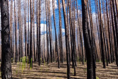 Donbass, Ukrayna, 13 Ağustos 2025 Donbass yolları büyük yıkımlarla ve özellikle 2022 'de Rusya' nın tam ölçekli işgalinden sonra kıyametsel bir manzarayla harabe haline geldi..