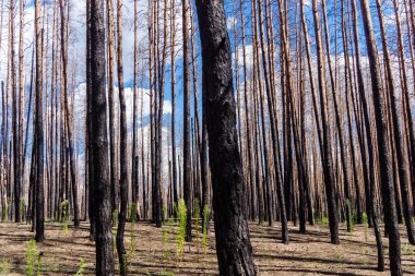 Donbass, Ukrayna, 13 Ağustos 2025 Donbass yolları büyük yıkımlarla ve özellikle 2022 'de Rusya' nın tam ölçekli işgalinden sonra kıyametsel bir manzarayla harabe haline geldi..