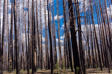 Donbass, Ukrayna, 13 Ağustos 2025 Donbass yolları büyük yıkımlarla ve özellikle 2022 'de Rusya' nın tam ölçekli işgalinden sonra kıyametsel bir manzarayla harabe haline geldi..
