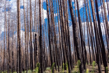 Donbass, Ukrayna, 13 Ağustos 2025 Donbass yolları büyük yıkımlarla ve özellikle 2022 'de Rusya' nın tam ölçekli işgalinden sonra kıyametsel bir manzarayla harabe haline geldi..