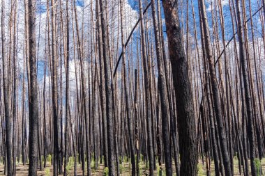 Donbass, Ukrayna, 13 Ağustos 2025 Donbass yolları büyük yıkımlarla ve özellikle 2022 'de Rusya' nın tam ölçekli işgalinden sonra kıyametsel bir manzarayla harabe haline geldi..