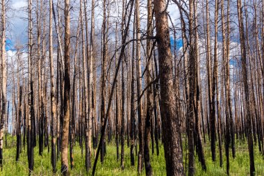 Donbass, Ukrayna, 13 Ağustos 2025 Donbass yolları büyük yıkımlarla ve özellikle 2022 'de Rusya' nın tam ölçekli işgalinden sonra kıyametsel bir manzarayla harabe haline geldi..