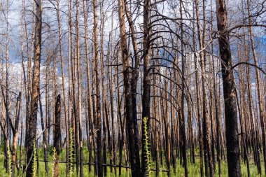 Donbass, Ukrayna, 13 Ağustos 2025 Donbass yolları büyük yıkımlarla ve özellikle 2022 'de Rusya' nın tam ölçekli işgalinden sonra kıyametsel bir manzarayla harabe haline geldi..