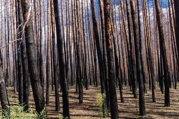 Donbass, Ukrayna, 13 Ağustos 2025 Donbass yolları büyük yıkımlarla ve özellikle 2022 'de Rusya' nın tam ölçekli işgalinden sonra kıyametsel bir manzarayla harabe haline geldi..