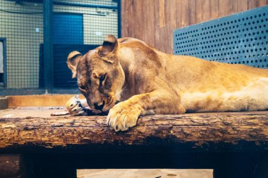 Kharkiv, Ukrayna, 29 Ağustos 2025, Kharkiv Hayvanat Bahçesi, 1895 yılında kurulan bir hayvanat bahçesi. Savaşa ve Kharkiv şehrine saldırı riskine rağmen burası hala açık..