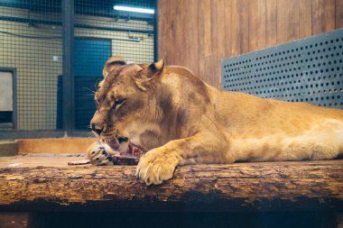 Kharkiv, Ukrayna, 29 Ağustos 2025, Kharkiv Hayvanat Bahçesi, 1895 yılında kurulan bir hayvanat bahçesi. Savaşa ve Kharkiv şehrine saldırı riskine rağmen burası hala açık..