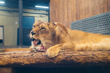 Kharkiv, Ukrayna, 29 Ağustos 2025, Kharkiv Hayvanat Bahçesi, 1895 yılında kurulan bir hayvanat bahçesi. Savaşa ve Kharkiv şehrine saldırı riskine rağmen burası hala açık..